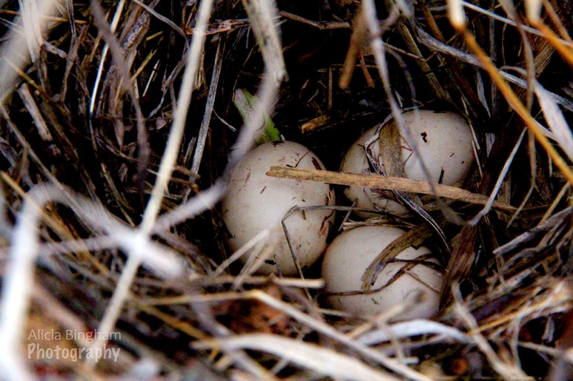 AliciaBingham-GrandTetons-MooseWilsonRoad-Eggs; Grand Teton National Park-Jackson, WY; 5/17/14; 6:42am; f11; 1/200; ISO 6400